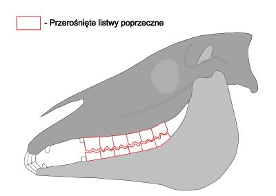 Przerośnięte listwy poprzeczne
