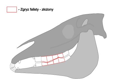 Zgryz falisty