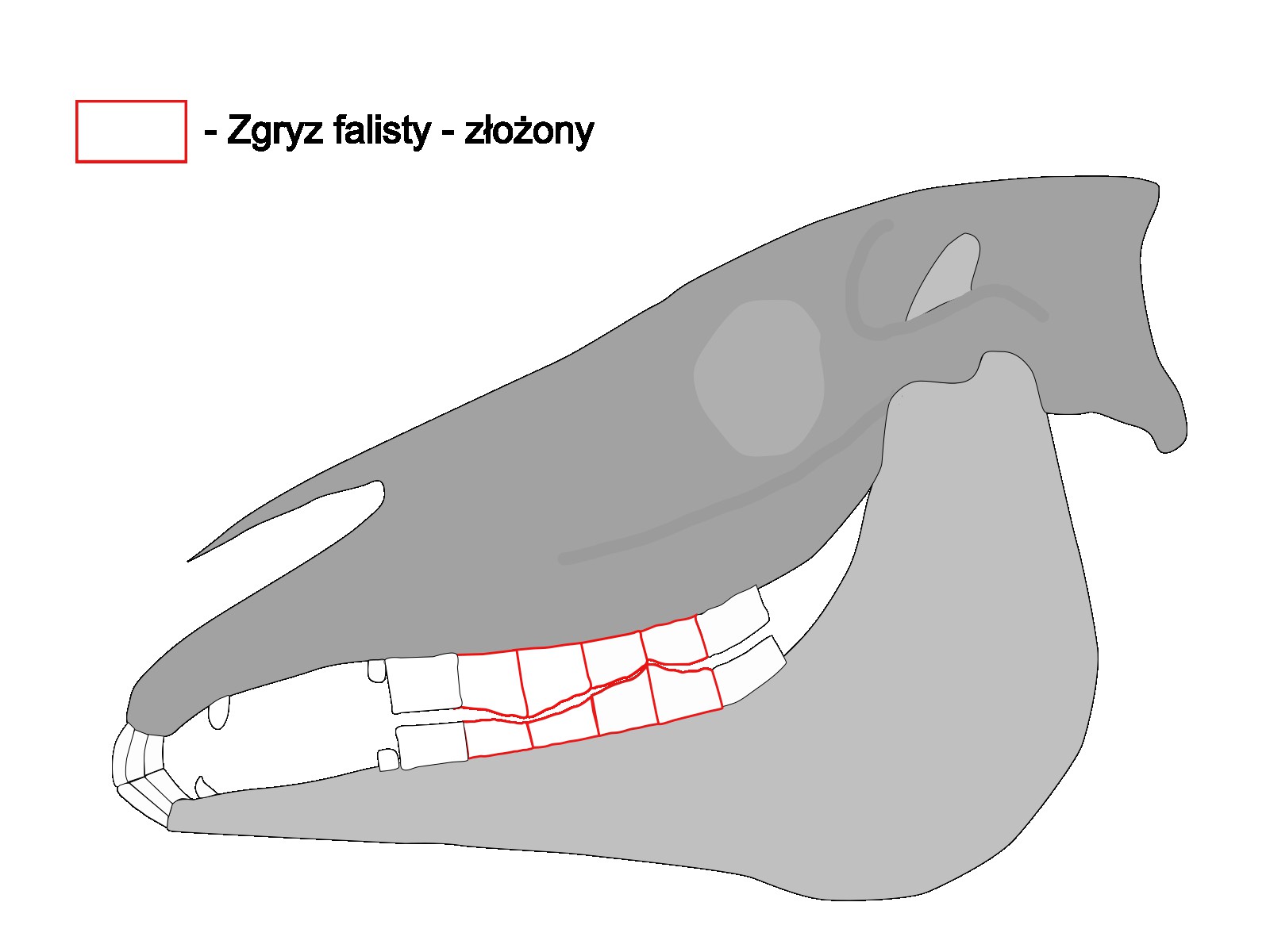 Zgryz falisty kompleks